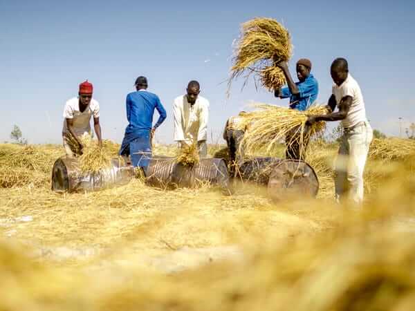 rice_business_in_nigeria (8)