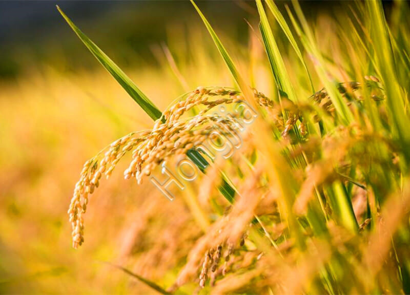 rice_mill_in_philippines