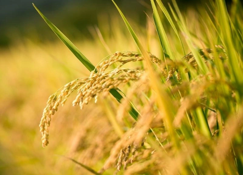 rice_mill_in_philippines